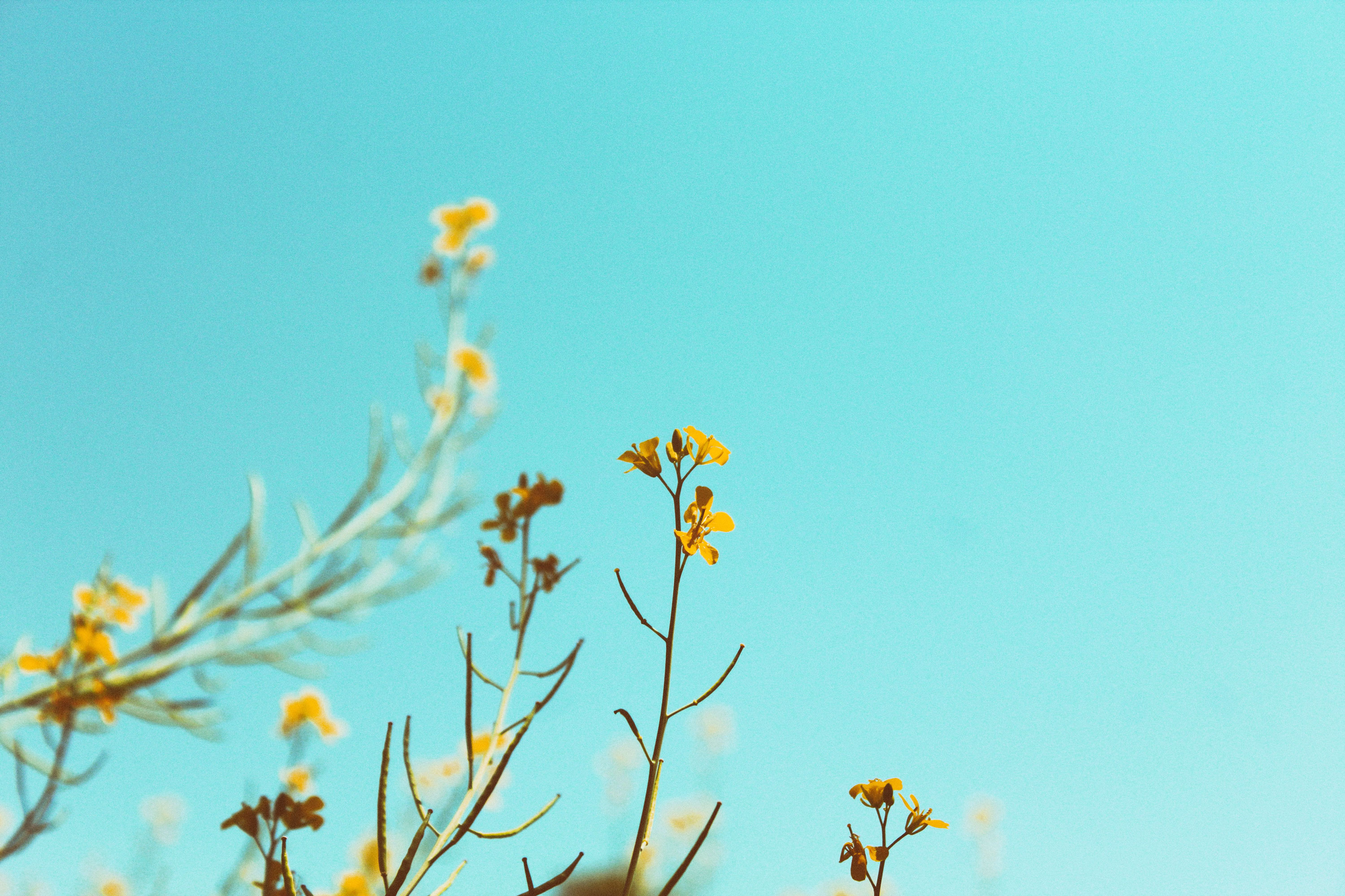 Làng Tre Bảo Lộc